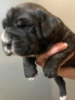 Athenea , a female Neapolitan Mastiff and Cane Corso for sale in Gainesville, FL – 1 of 1