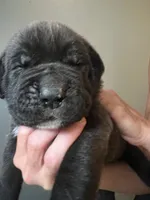 Titan , a male Neapolitan Mastiff and Cane Corso for sale in Gainesville, FL – 3 of 3