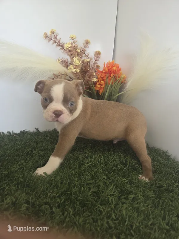 Dillon – Boston Terrier puppy for sale in Montgomery, IN