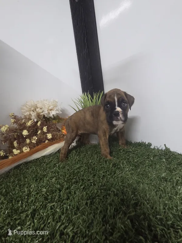 Macy – Boxer puppy for sale in Montgomery, IN