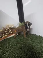 Macy, a female Boxer for sale in Montgomery, IN – 1 of 4