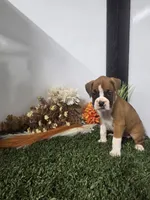 Cassie, a female Boxer for sale in Montgomery, IN – 3 of 4
