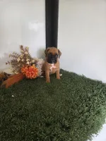 Milo, a male Boxer for sale in Montgomery, IN – 6 of 6