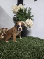 Teddy, a male Boxer for sale in Montgomery, IN – 1 of 5