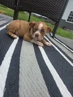 Payton, a male Boston Terrier for sale in Montgomery, IN – 3 of 3