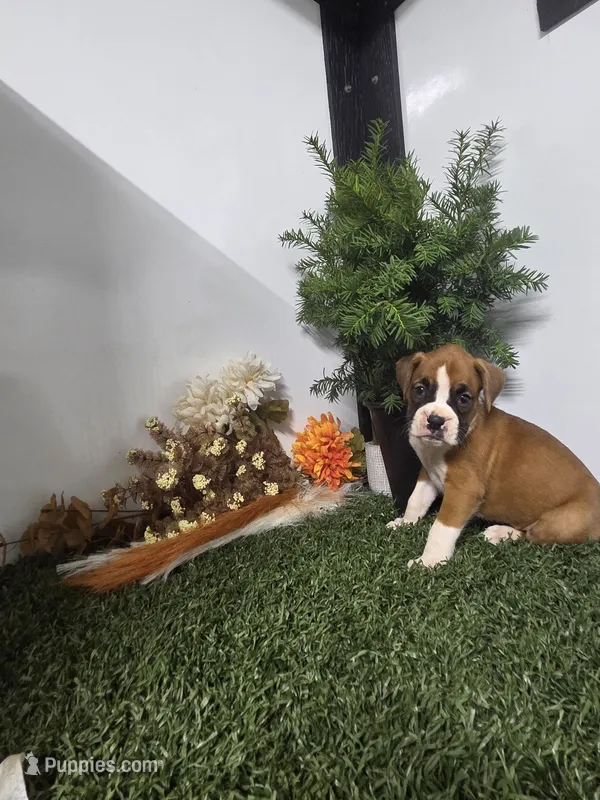 Cassie – Boxer puppy for sale in Montgomery, IN