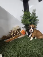 Cassie, a female Boxer for sale in Montgomery, IN – 1 of 4