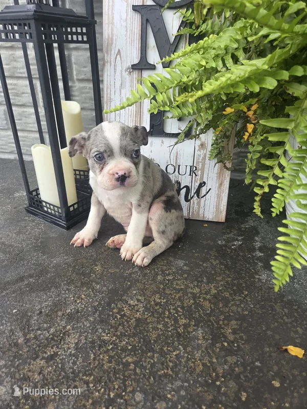 Eli – Boston Terrier puppy for sale in Montgomery, IN