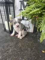 Eli, a male Boston Terrier for sale in Montgomery, IN – 1 of 1