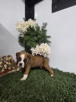 Teddy, a male Boxer for sale in Montgomery, IN – 4 of 5