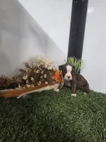 Buster, a male Boxer for sale in Montgomery, IN – 4 of 7