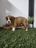 Cassie, a female Boxer for sale in Montgomery, IN – 4 of 4