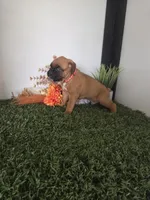 Milo, a male Boxer for sale in Montgomery, IN – 4 of 6