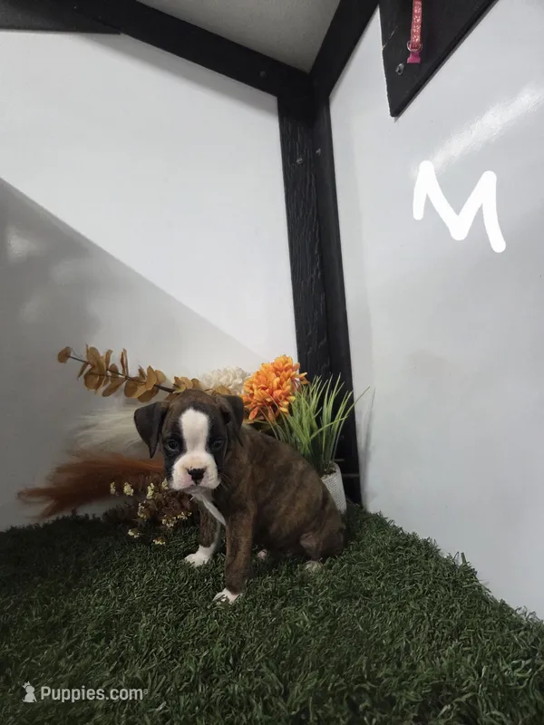 Buster – Boxer puppy for sale in Montgomery, IN