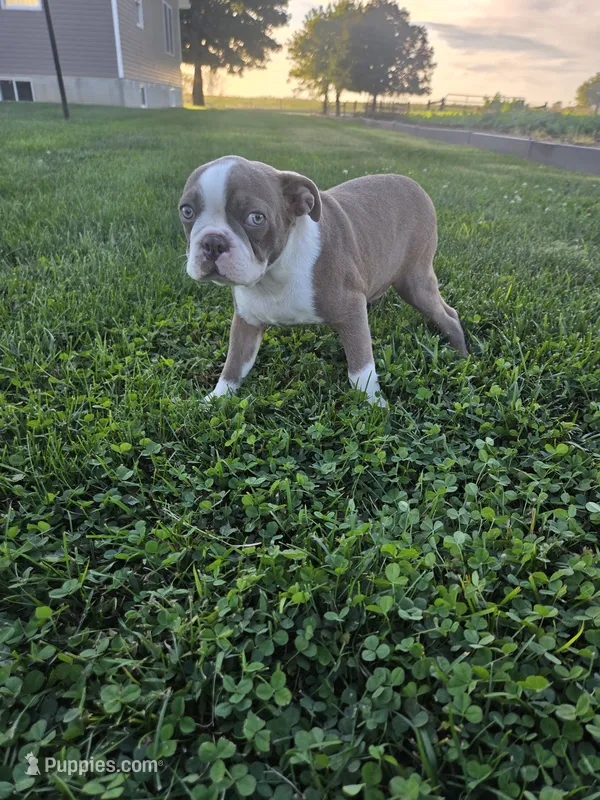 Dillon – Boston Terrier puppy for sale in Montgomery, IN