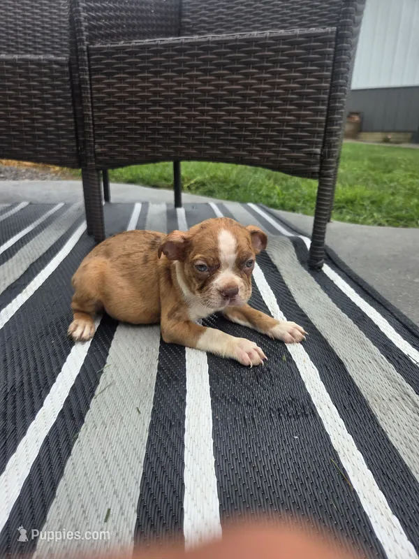 Payton – Boston Terrier puppy for sale in Montgomery, IN