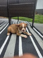 Payton, a male Boston Terrier for sale in Montgomery, IN – 1 of 3