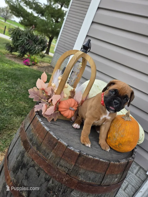 Milo – Boxer puppy for sale in Montgomery, IN