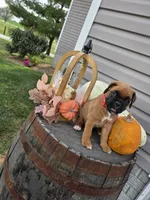 Milo, a male Boxer for sale in Montgomery, IN – 1 of 6