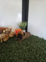 Stacy, a female Boxer for sale in Montgomery, IN – 3 of 4
