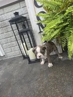 Brady, a male Boston Terrier for sale in Montgomery, IN – 2 of 4