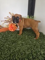Milo, a male Boxer for sale in Montgomery, IN – 5 of 6