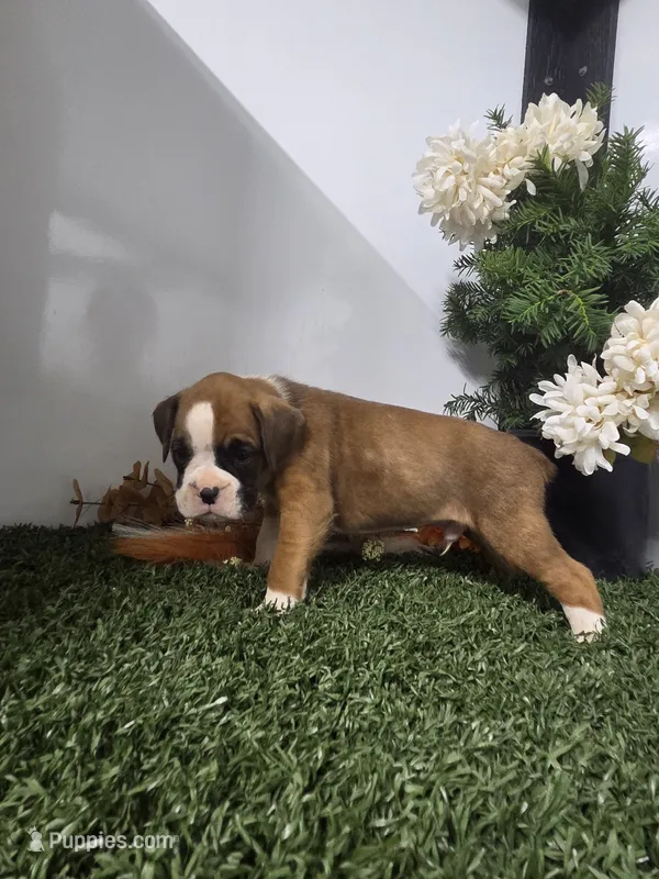 Max – Boxer puppy for sale in Montgomery, IN