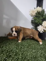 Max, a male Boxer for sale in Montgomery, IN – 1 of 3