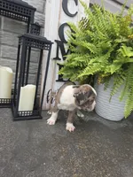 Brady, a male Boston Terrier for sale in Montgomery, IN – 3 of 4