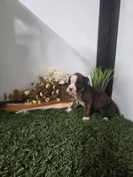 Buster, a male Boxer for sale in Montgomery, IN – 3 of 7