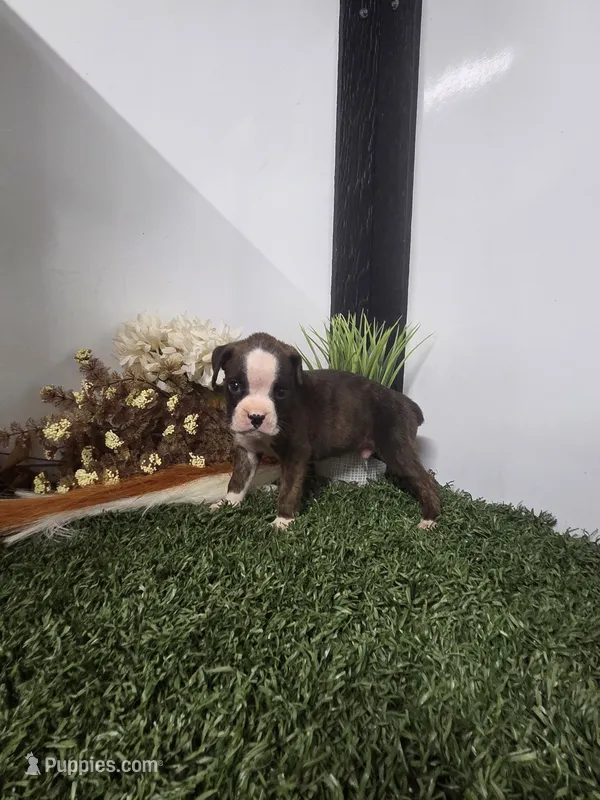 Buster – Boxer puppy for sale in Montgomery, IN