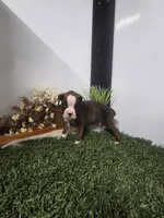 Buster, a male Boxer for sale in Montgomery, IN – 1 of 7