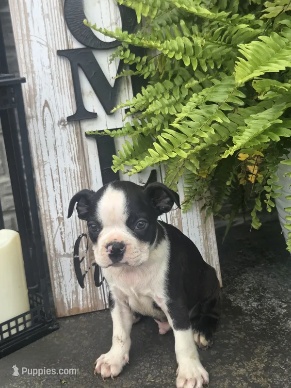 Milo – Boston Terrier puppy for sale in Montgomery, IN