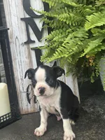Milo, a male Boston Terrier for sale in Montgomery, IN – 1 of 2