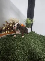 Buster, a male Boxer for sale in Montgomery, IN – 6 of 7