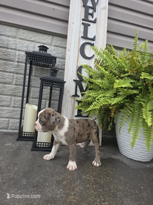 Brady – Boston Terrier puppy for sale in Montgomery, IN