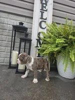 Brady, a male Boston Terrier for sale in Montgomery, IN – 1 of 4