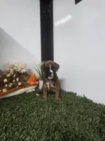 Macy, a female Boxer for sale in Montgomery, IN – 4 of 4