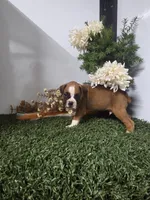 Teddy, a male Boxer for sale in Montgomery, IN – 5 of 5