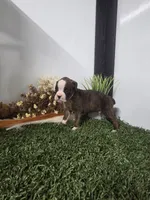 Buster, a male Boxer for sale in Montgomery, IN – 2 of 7