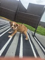 Payton, a male Boston Terrier for sale in Montgomery, IN – 2 of 3