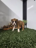 Cassie, a female Boxer for sale in Montgomery, IN – 2 of 4