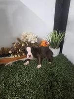 Buster, a male Boxer for sale in Montgomery, IN – 7 of 7