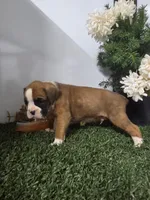 Max, a male Boxer for sale in Montgomery, IN – 3 of 3