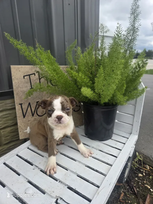 Dillon – Boston Terrier puppy for sale in Montgomery, IN