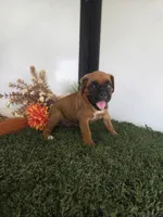 Milo, a male Boxer for sale in Montgomery, IN – 3 of 6