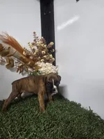 Macy, a female Boxer for sale in Montgomery, IN – 3 of 4