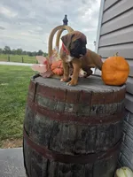 Milo, a male Boxer for sale in Montgomery, IN – 2 of 6