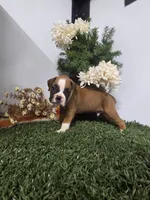 Teddy, a male Boxer for sale in Montgomery, IN – 2 of 5