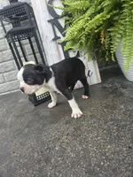 Milo, a male Boston Terrier for sale in Montgomery, IN – 2 of 2